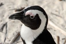 Brillenpinguin (126 von 148).jpg